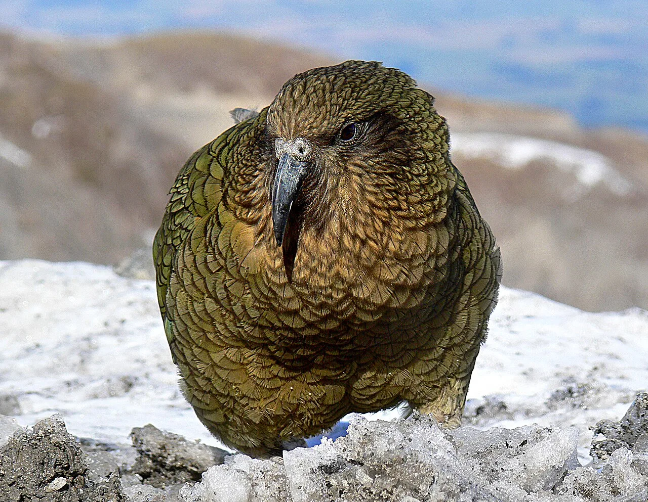 Kea-Papagei im Schnee in Neuseeland